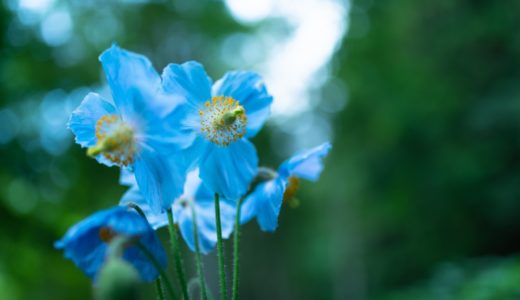 【三依 上三依水生植物園】「ヒマラヤの青いケシ」の見頃は5月下旬頃〜