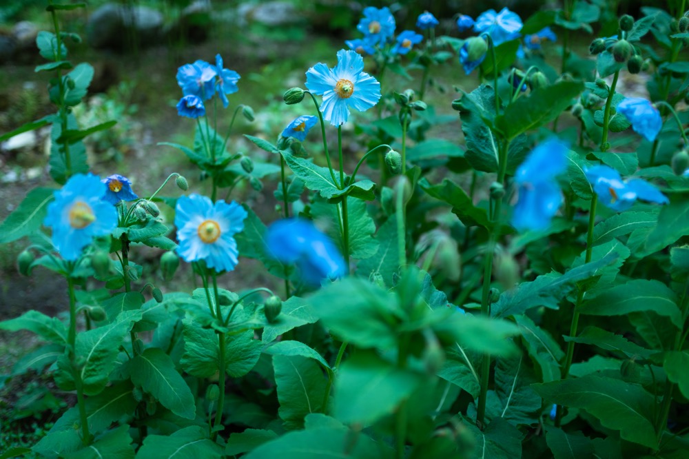 【三依 上三依水生植物園】「ヒマラヤの青いケシ」の見頃は5月下旬頃〜