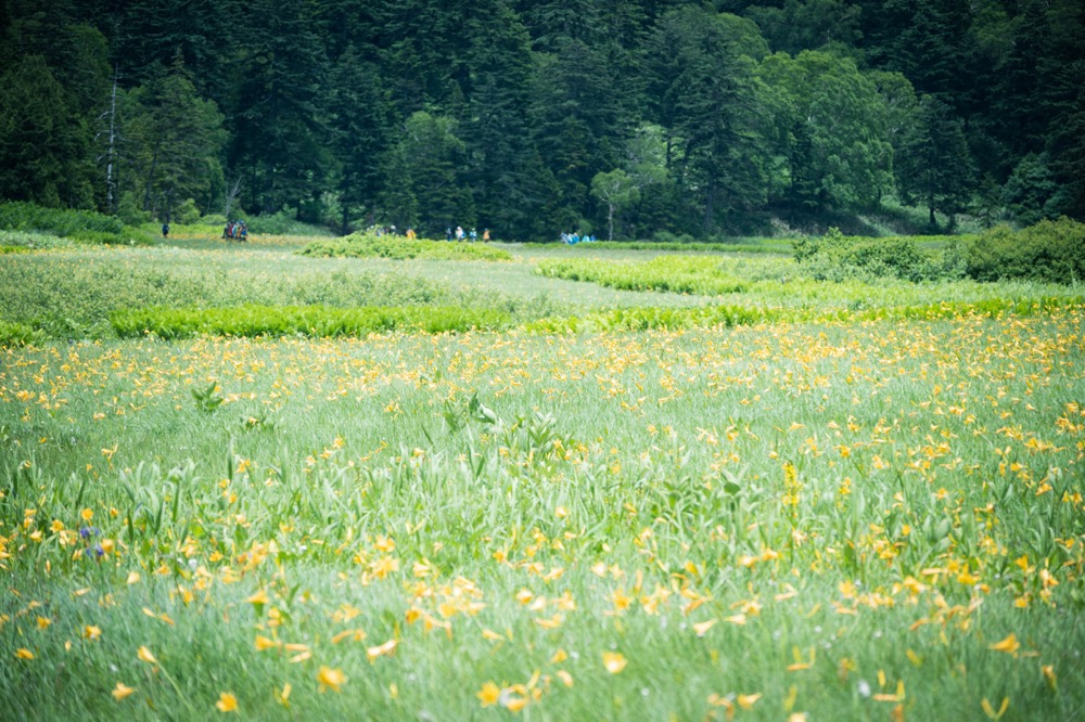 【尾瀬沼 ハイキングと写真】一面ニッコウキスゲ畑と、ワタスゲ（7月中旬）