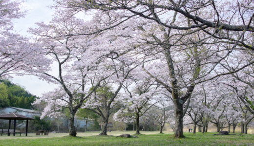 【今市 小百川桜公園】4月上旬頃〜 サクラ咲く